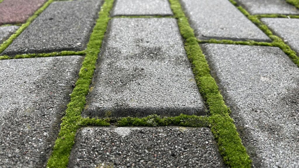 Muschio verde tra le fughe di una pavimentazione esterna